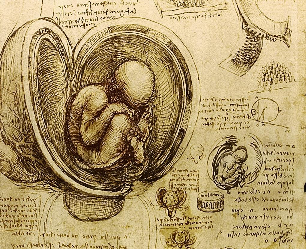 [ The foetus in the womb, Leonardo da Vinci (c.1510-1512)]
